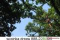 WYCINKA DRZEW METOD� ALPINISTYCZN� 888-225-325
