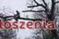 Wycinka drzew 0 519 705 530