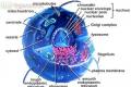 Biologia - Korepetycje - Warszawa  - Absolwentka