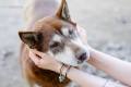Luntek - niskopodogowy husky do pokochania!