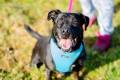 Czet - mody, niekonfliktowy amstaff mix szuka dom