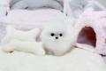Pomeranian szpic
